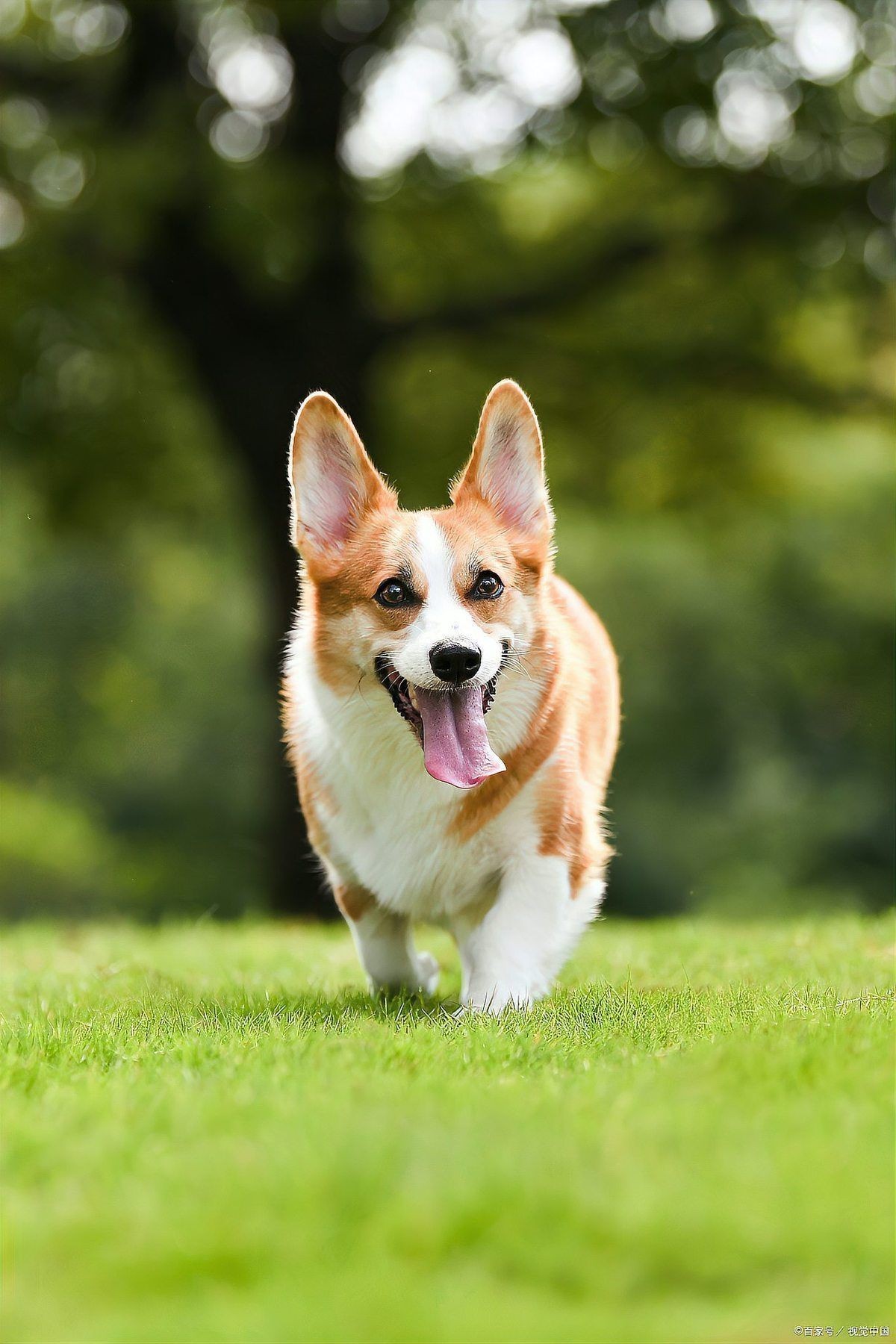 賽級(jí)犬多少錢一只|賽級(jí)犬的價(jià)格因品種、血統(tǒng)純度及種類差異顯著