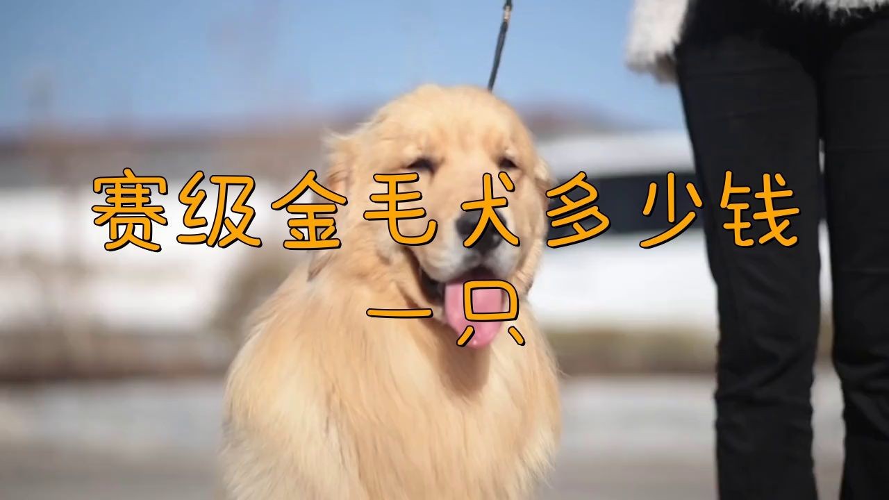 賽級(jí)犬多少錢一只|賽級(jí)犬的價(jià)格因品種、血統(tǒng)純度及種類差異顯著