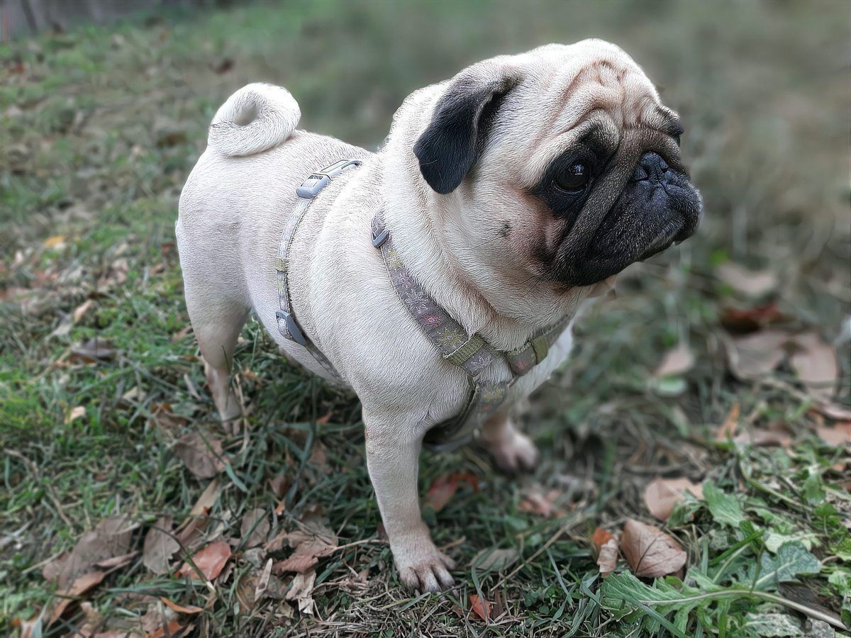賽級(jí)犬多少錢一只|賽級(jí)犬的價(jià)格因品種、血統(tǒng)純度及種類差異顯著