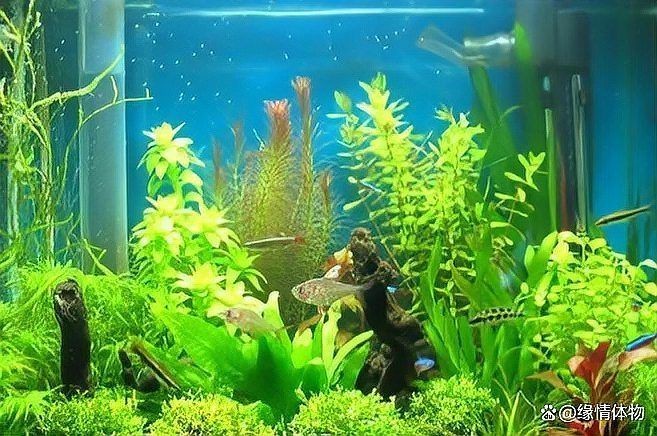 觀賞魚疾病預防指南|《觀賞魚疾病預防指南》