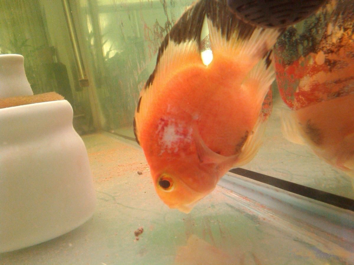觀賞魚疾病預防指南|《觀賞魚疾病預防指南》
