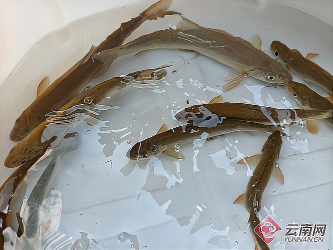 漾濞龍魚店|廣州聚龍灣龍魚店有龍魚養殖嗎漾濞龍魚市場價格在多少 漾濞龍魚店|廣州聚龍灣龍魚店有龍魚養殖嗎漾濞龍魚市場價格在多少 全國水族館企業名錄 第1張