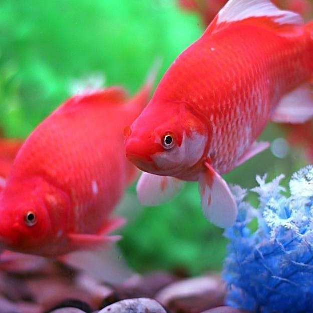 短身龍魚的市場需求如何？|短身龍魚價格大揭秘:從幾千到幾萬你知道嗎智造方程式