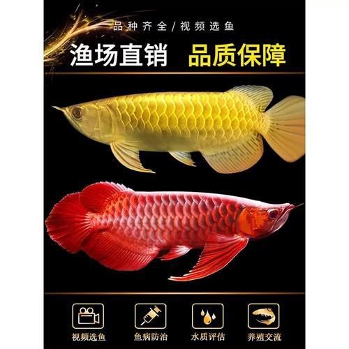 金龍和銀龍圖片|金龍與銀龍圖片的摘要：金龍與銀龍圖片