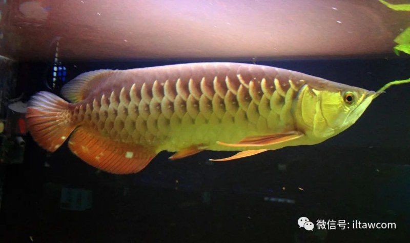 金龍魚是海水魚還是淡水魚|時空漫游金龍魚和海水魚金龍魚的市場價格是多少 金龍魚是海水魚還是淡水魚|時空漫游金龍魚和海水魚金龍魚的市場價格是多少 龍魚百科 第7張
