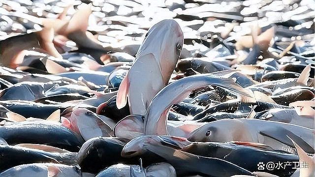哪些藥物可能導(dǎo)致魚浮頭？|水產(chǎn)養(yǎng)殖中，藥物使用不當(dāng)易引發(fā)魚浮頭現(xiàn)象