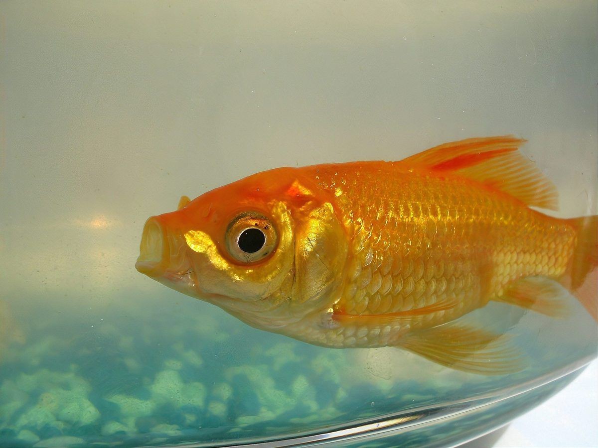 哪些藥物可能導(dǎo)致魚浮頭？|水產(chǎn)養(yǎng)殖中，藥物使用不當(dāng)易引發(fā)魚浮頭現(xiàn)象