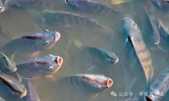 哪些藥物可能導(dǎo)致魚浮頭？|水產(chǎn)養(yǎng)殖中，藥物使用不當(dāng)易引發(fā)魚浮頭現(xiàn)象