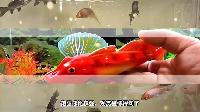 哪些魚更容易出現(xiàn)趴缸現(xiàn)象？|觀賞魚趴在缸底怎么回事觀賞魚趴在缸底怎么回事