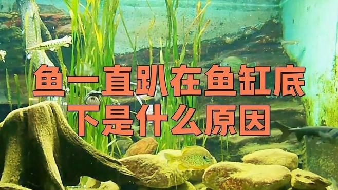 哪些魚更容易出現趴缸現象？|觀賞魚趴在缸底怎么回事觀賞魚趴在缸底怎么回事 哪些魚更容易出現趴缸現象？|觀賞魚趴在缸底怎么回事觀賞魚趴在缸底怎么回事 龍魚百科 第4張