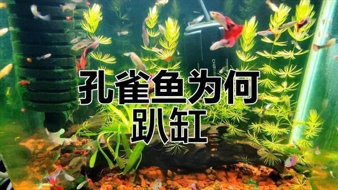 哪些魚更容易出現(xiàn)趴缸現(xiàn)象？|觀賞魚趴在缸底怎么回事觀賞魚趴在缸底怎么回事