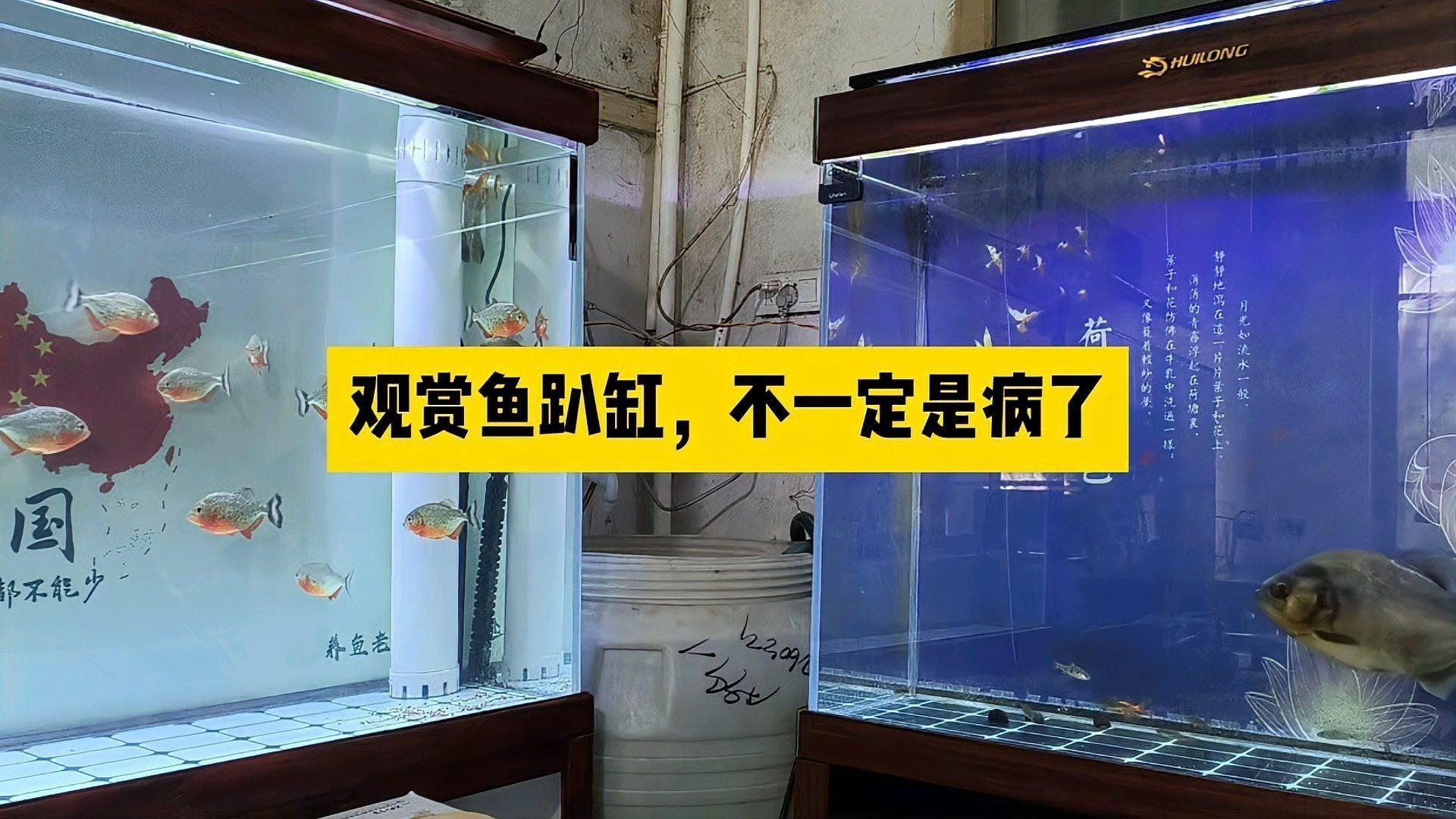 哪些魚更容易出現(xiàn)趴缸現(xiàn)象？|觀賞魚趴在缸底怎么回事觀賞魚趴在缸底怎么回事