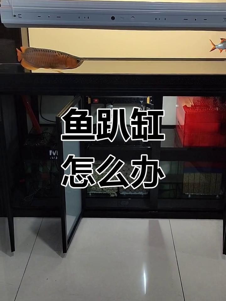 哪些魚更容易出現趴缸現象？|觀賞魚趴在缸底怎么回事觀賞魚趴在缸底怎么回事 哪些魚更容易出現趴缸現象？|觀賞魚趴在缸底怎么回事觀賞魚趴在缸底怎么回事 龍魚百科 第6張