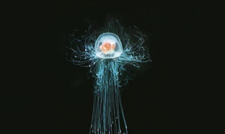 錦鯉轉世是禍還是福|《錦鯉轉世是禍還是福》這種敘事模式本質上是對個體生命的幸運符號