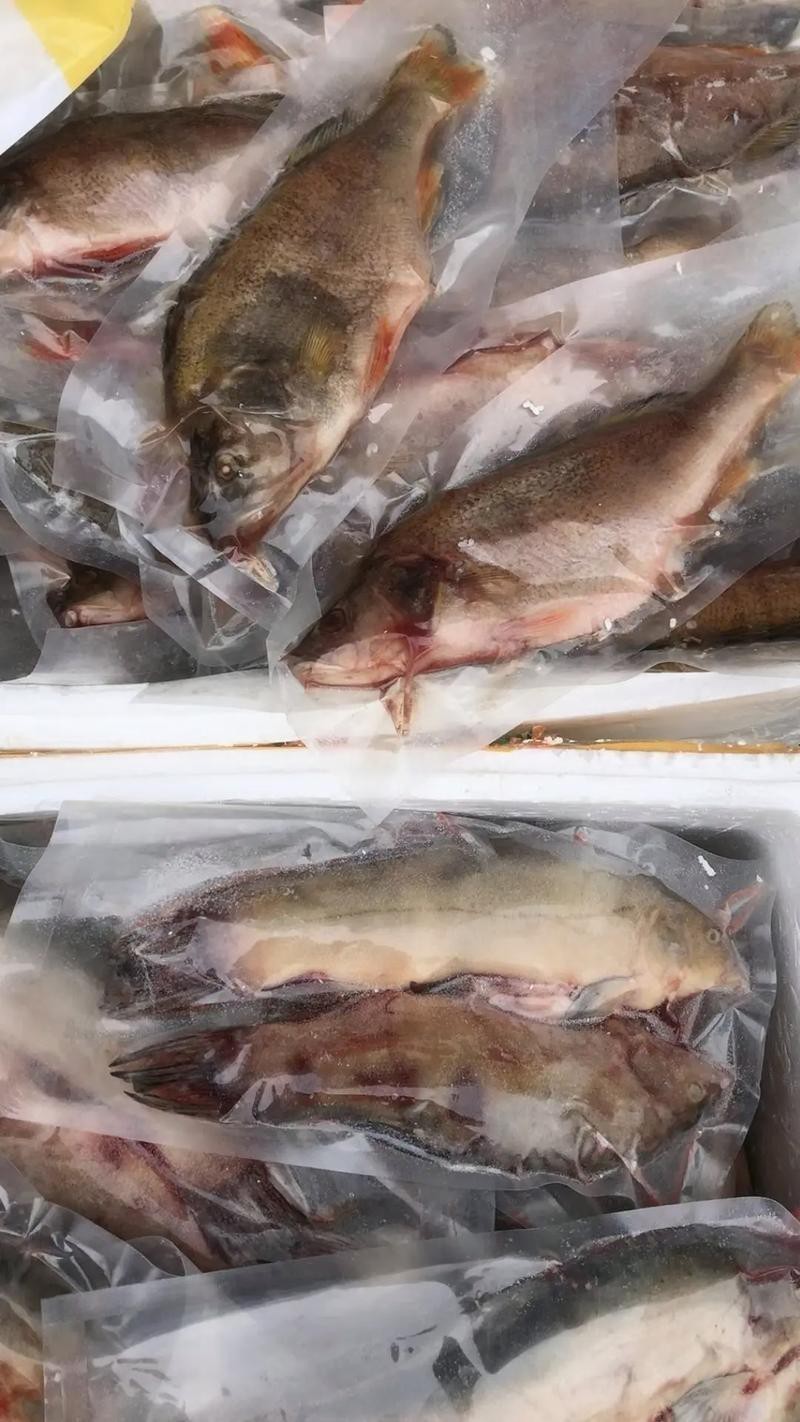 福海魚圖片及價格|新疆福海冬捕節頭魚拍賣價刷新歷史新高