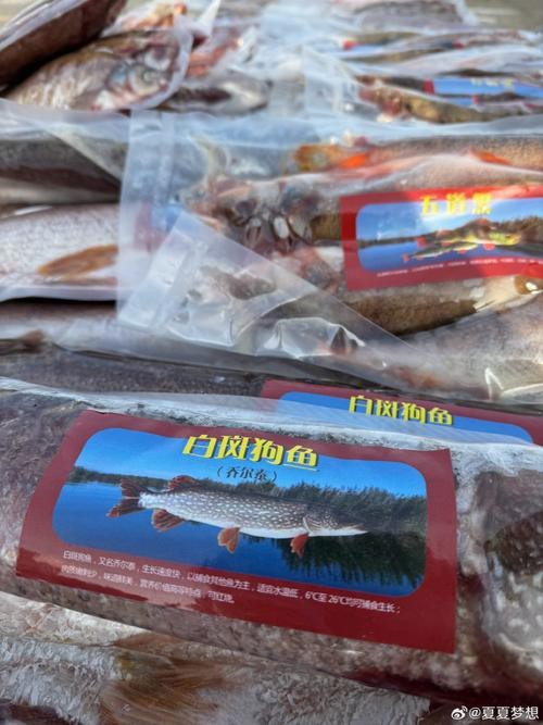福海魚(yú)圖片及價(jià)格|新疆福海冬捕節(jié)頭魚(yú)拍賣(mài)價(jià)刷新歷史新高