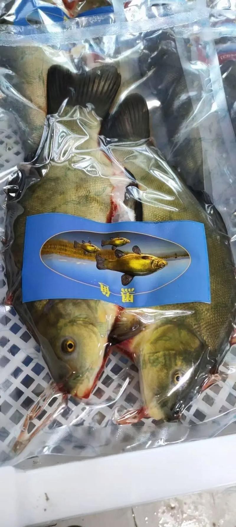 福海魚圖片及價格|新疆福海冬捕節頭魚拍賣價刷新歷史新高