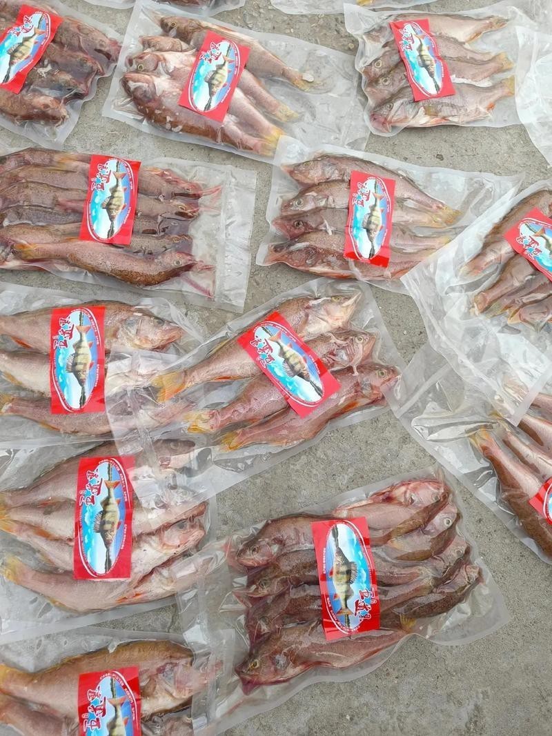 福海魚(yú)圖片及價(jià)格|新疆福海冬捕節(jié)頭魚(yú)拍賣(mài)價(jià)刷新歷史新高