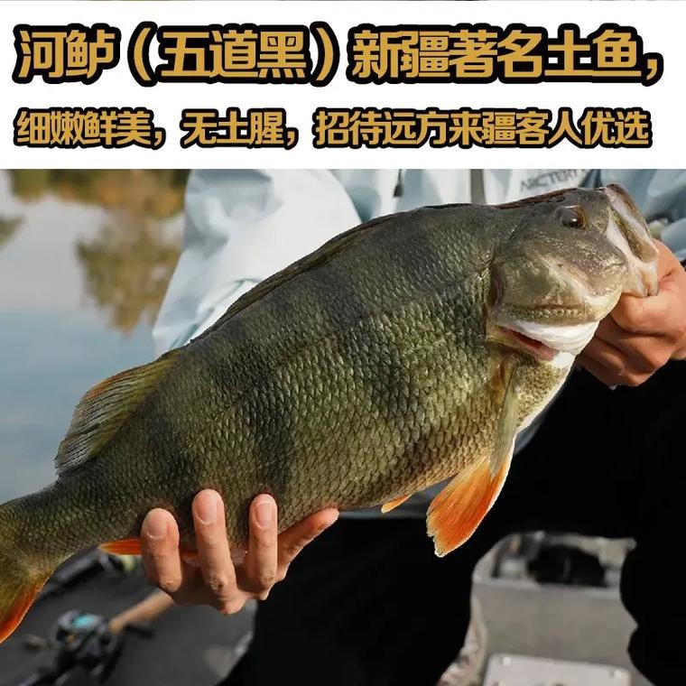 福海魚(yú)圖片及價(jià)格|新疆福海冬捕節(jié)頭魚(yú)拍賣(mài)價(jià)刷新歷史新高