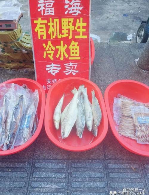 福海魚(yú)圖片及價(jià)格|新疆福海冬捕節(jié)頭魚(yú)拍賣(mài)價(jià)刷新歷史新高