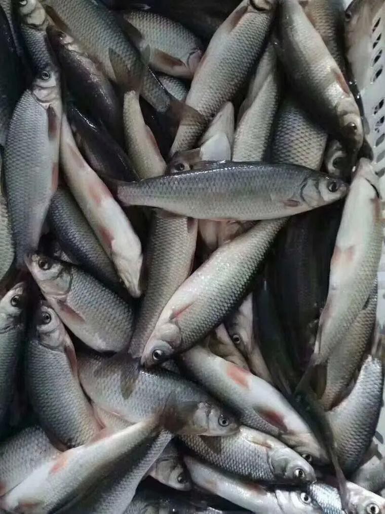 福海魚(yú)圖片及價(jià)格|新疆福海冬捕節(jié)頭魚(yú)拍賣(mài)價(jià)刷新歷史新高