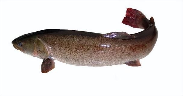 福海魚(yú)圖片及價(jià)格|新疆福海冬捕節(jié)頭魚(yú)拍賣(mài)價(jià)刷新歷史新高