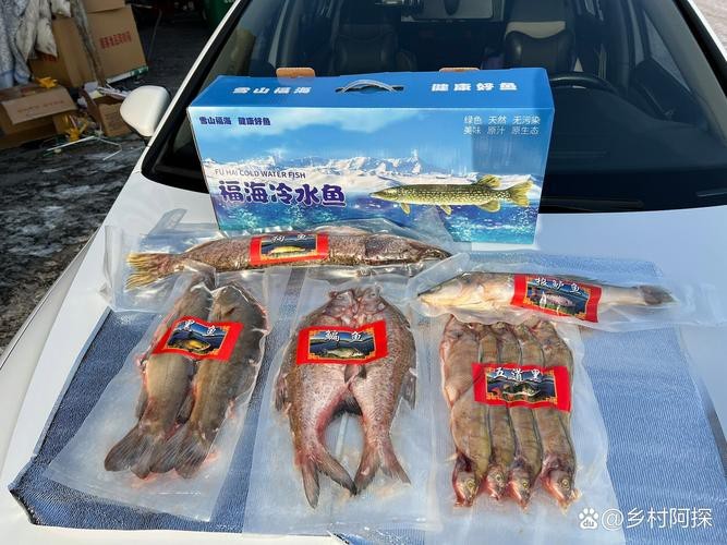 福海魚(yú)圖片及價(jià)格|新疆福海冬捕節(jié)頭魚(yú)拍賣(mài)價(jià)刷新歷史新高