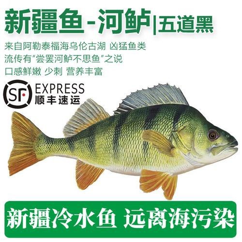 福海魚(yú)圖片及價(jià)格|新疆福海冬捕節(jié)頭魚(yú)拍賣(mài)價(jià)刷新歷史新高