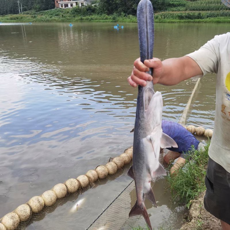 三斤的鴨嘴魚多少錢一斤|58元/斤的鴨嘴魚多少錢一斤