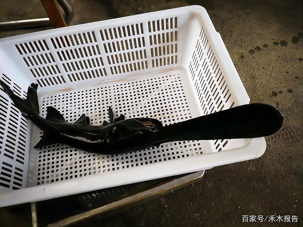 三斤的鴨嘴魚多少錢一斤|58元/斤的鴨嘴魚多少錢一斤
