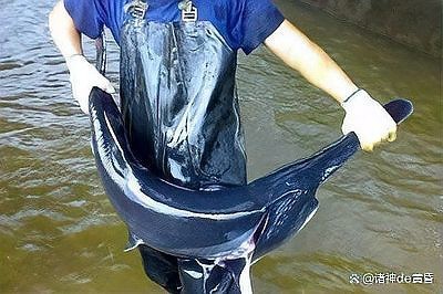 三斤的鴨嘴魚多少錢一斤|58元/斤的鴨嘴魚多少錢一斤