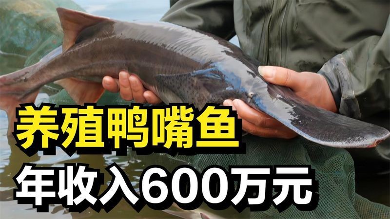 三斤的鴨嘴魚多少錢一斤|58元/斤的鴨嘴魚多少錢一斤