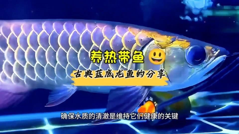 古典龍魚各階段特征|古典藍(lán)底金龍魚 古典龍魚各階段特征|古典藍(lán)底金龍魚 龍魚百科 第5張