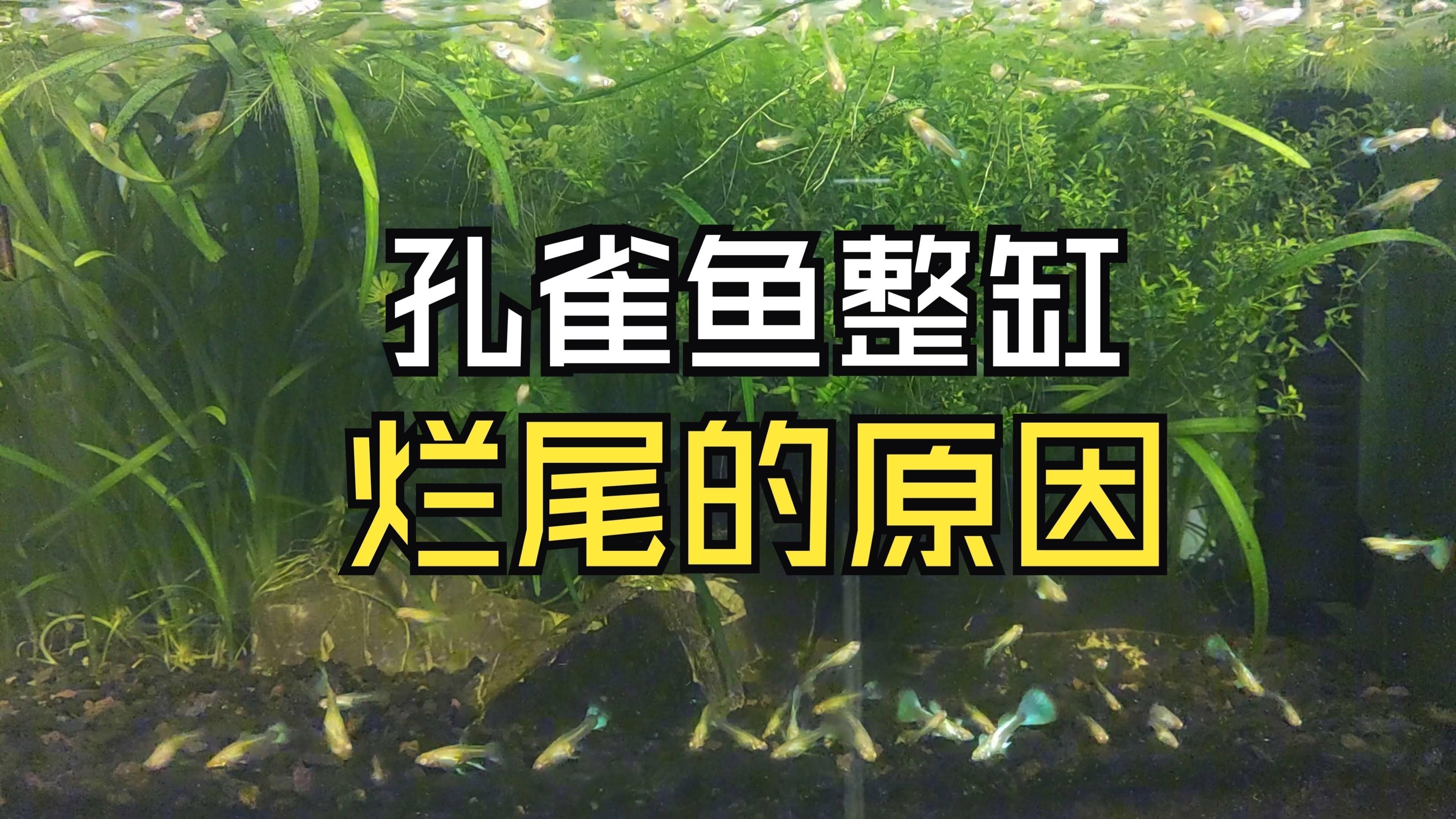 能詳細說說魚爛尾的癥狀嗎？|嗶哩嗶哩孔雀魚整缸爛尾的原因及治療方法 能詳細說說魚爛尾的癥狀嗎？|嗶哩嗶哩孔雀魚整缸爛尾的原因及治療方法 龍魚百科 第4張