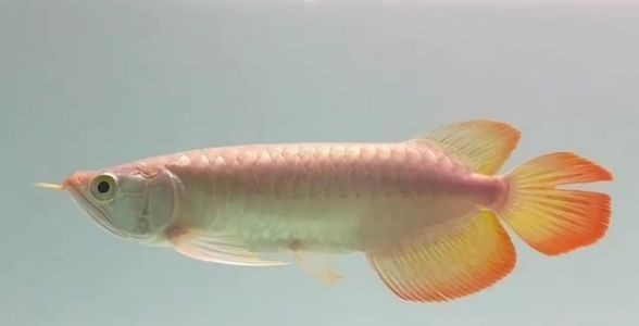 發(fā)色好的紅龍魚選擇祥龍魚場(chǎng)可以嗎|發(fā)色好的紅龍魚選擇祥龍魚場(chǎng)可以嗎紅龍魚飼養(yǎng)全攻略