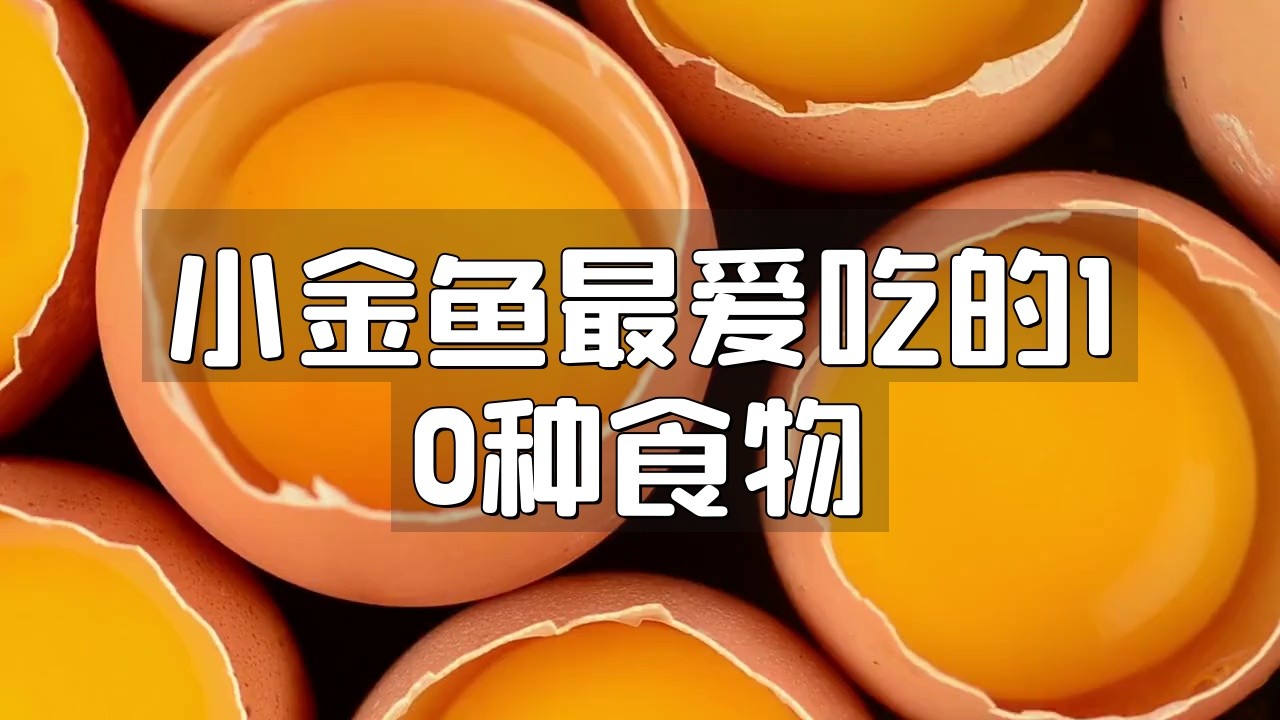 金魚最愛吃的10種食物|金魚最愛吃的10種食物信聯通驛,金魚吃什么家養沒飼料怎么養