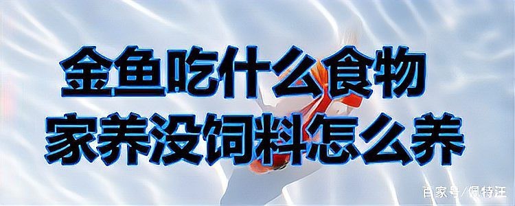 金魚最愛吃的10種食物|金魚最愛吃的10種食物信聯通驛,金魚吃什么家養沒飼料怎么養