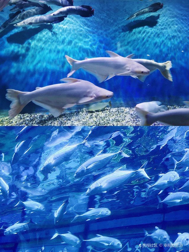 鄞州水族店|如何在海洋世界拍出驚艷大片秘訣 鄞州水族店|如何在海洋世界拍出驚艷大片秘訣 全國水族館企業名錄 第1張