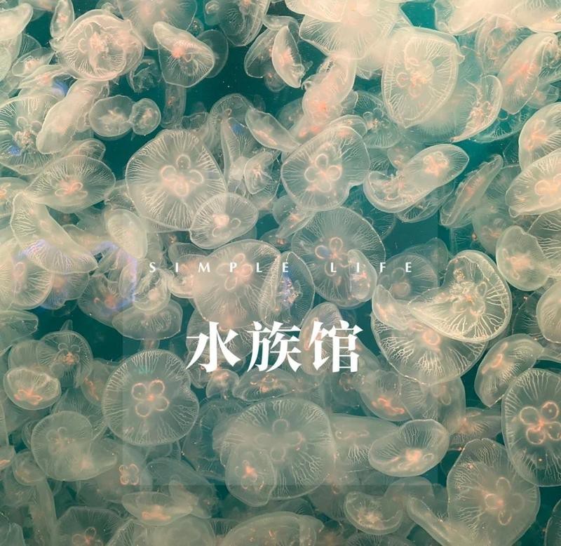 鄞州水族店|如何在海洋世界拍出驚艷大片秘訣 鄞州水族店|如何在海洋世界拍出驚艷大片秘訣 全國水族館企業名錄 第6張