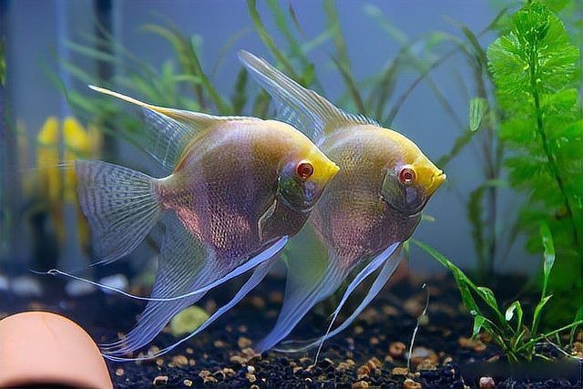龍魚外寄生蟲|龍魚外寄生蟲的類型、癥狀表現、傳播途徑以及科學防治方法