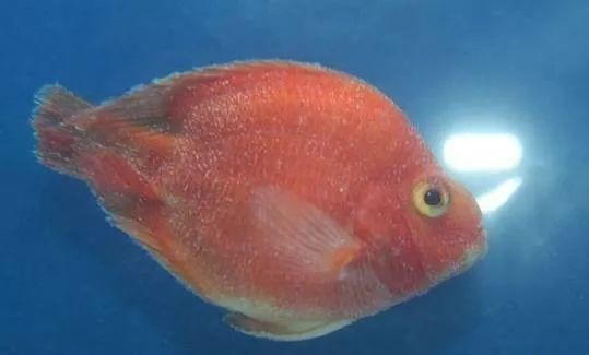 龍魚外寄生蟲|龍魚外寄生蟲的類型、癥狀表現、傳播途徑以及科學防治方法