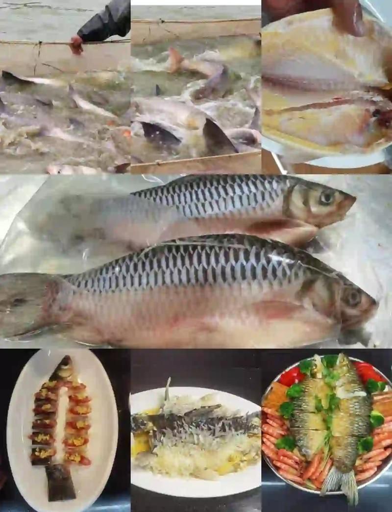 皇帝魚屬于什么檔次|皇帝魚不愧是淡水魚天花板