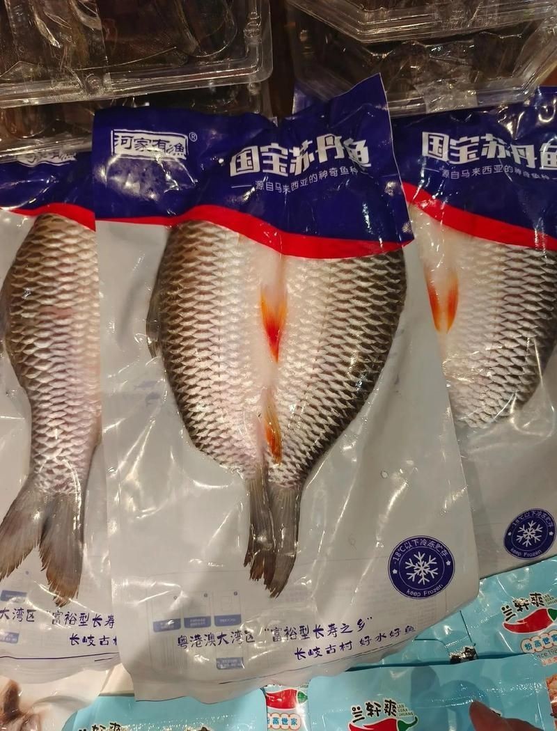 皇帝魚屬于什么檔次|皇帝魚不愧是淡水魚天花板