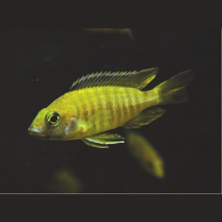 皇帝魚屬于什么檔次|皇帝魚不愧是淡水魚天花板