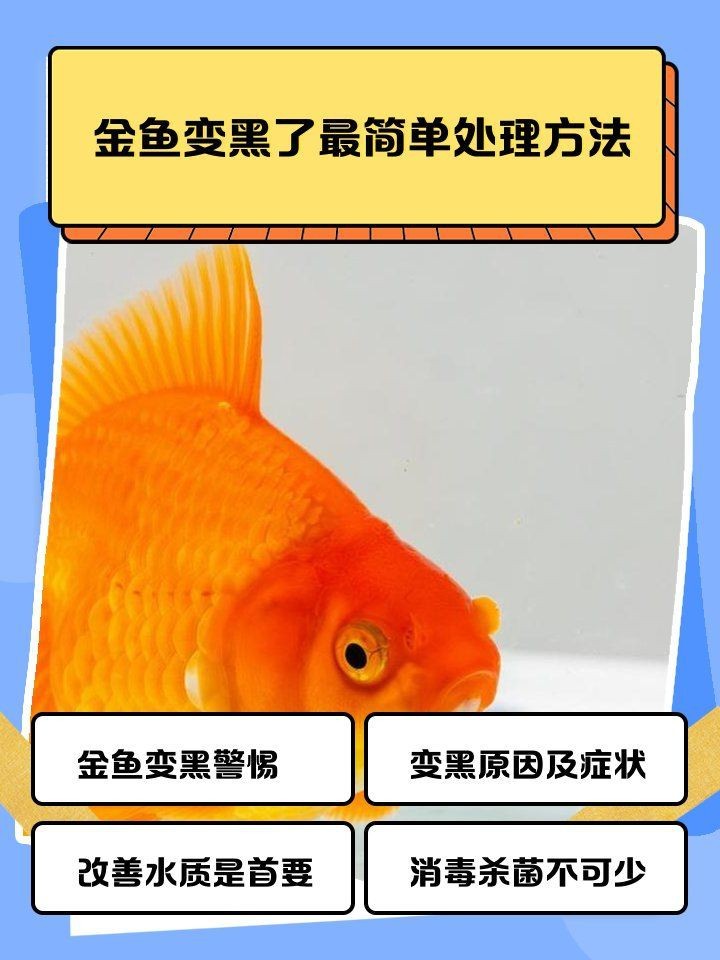 金魚變黑最快恢復(fù)方法|金魚變黑了怎么辦