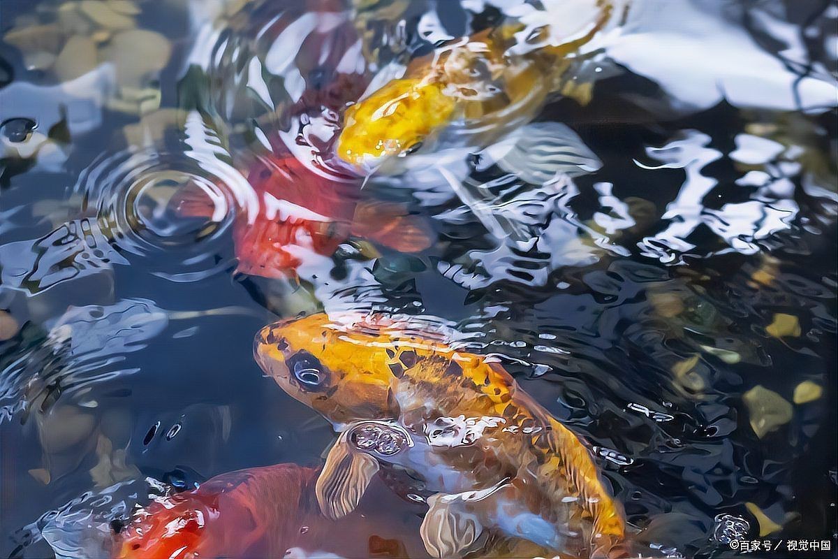 金魚變黑最快恢復方法|金魚變黑了怎么辦