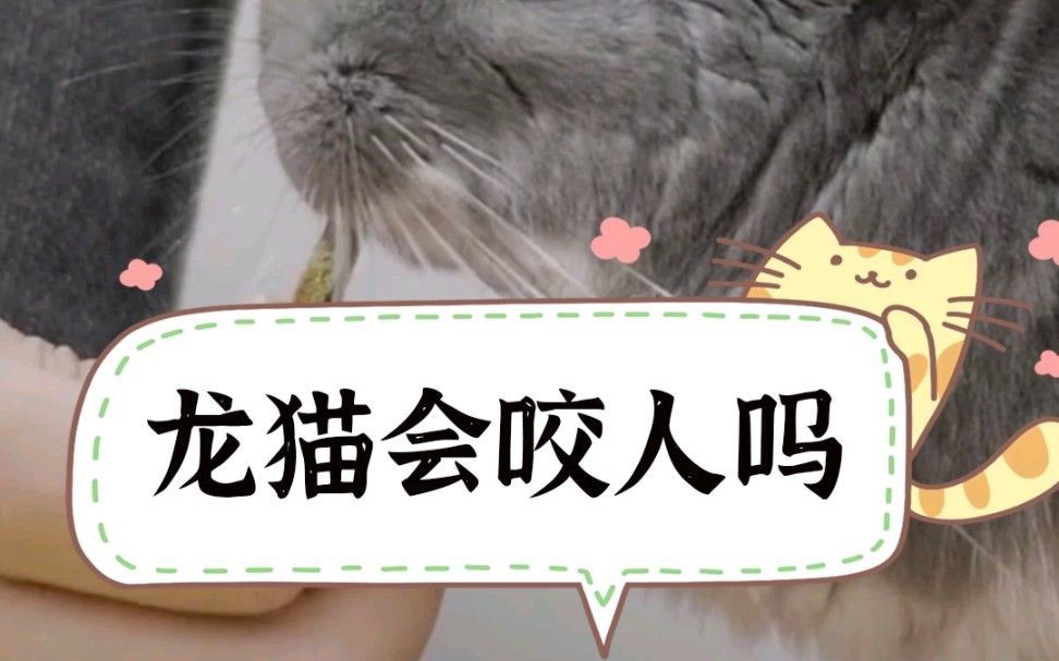 龍貓好養嗎 咬人嗎|寵物龍貓會不會咬人