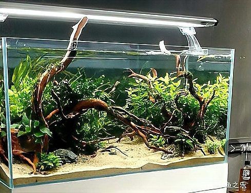 駐馬店水族店|關于駐馬店水族店 駐馬店水族店|關于駐馬店水族店 全國水族館企業名錄 第7張