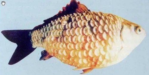 魚豎鱗病有哪些典型癥狀？|魚豎鱗病是什么原因