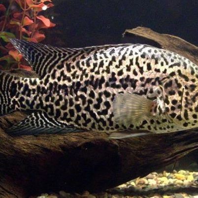 花老虎魚簡介|地虎魚，又稱淡水石斑魚、花豹石頭魚、花老虎 花老虎魚簡介|地虎魚，又稱淡水石斑魚、花豹石頭魚、花老虎 龍魚論壇 第1張